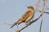 emberiza-schoeniclus_01_t1.jpg