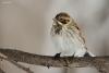 emberiza-schoeniclus_01_t1_1.jpg