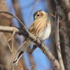 emberiza_01_t1.jpg