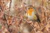 erithacus-rubecula_01_t1.jpg