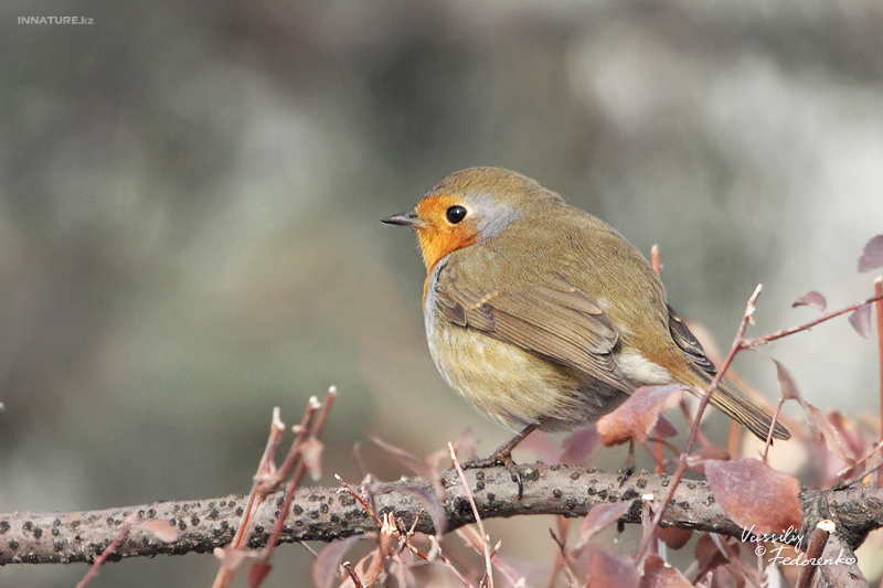 erithacus-rubecula_02.jpg