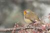 erithacus-rubecula_02_t1.jpg
