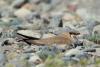 glareola-pratincola_02_t1_3.jpg
