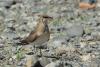 glareola-pratincola_03_t1_2.jpg