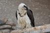 gypaetus-barbatus_01_t1.jpg
