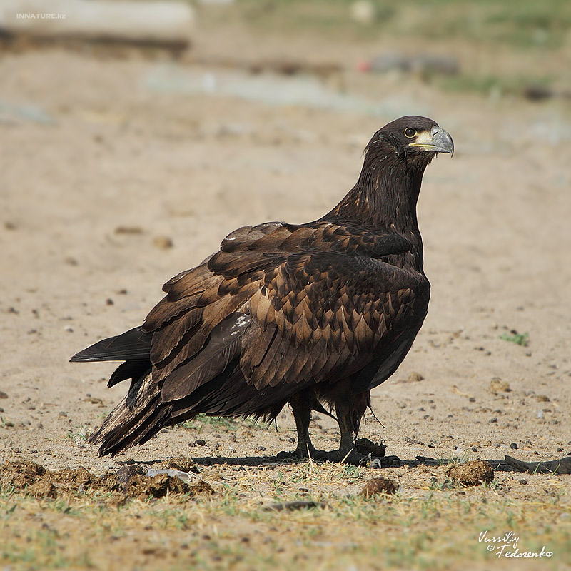 haliaeetus-albicilla_01_2.jpg