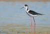 himantopus-himantopus_05_t1.jpg