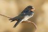 hirundo-rustica_01_t1.jpg