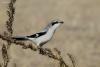 lanius-excubitor_t1.jpg