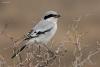 lanius-pallidirostris_01_t1.jpg