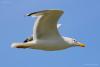larus-cachinnans_06_t1.jpg
