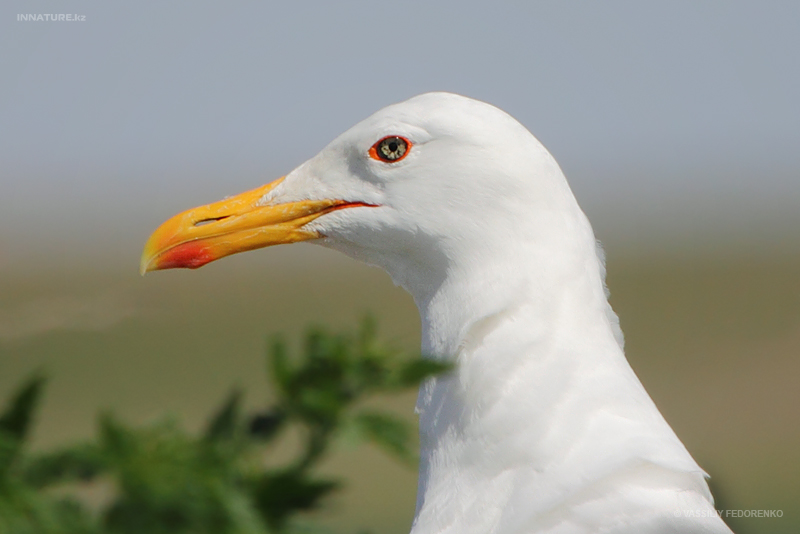 larus-cachinnans_07.jpg