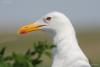 larus-cachinnans_07_t1.jpg