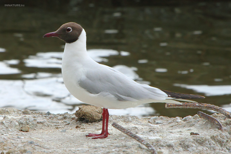 larus-ridibundus_01.jpg