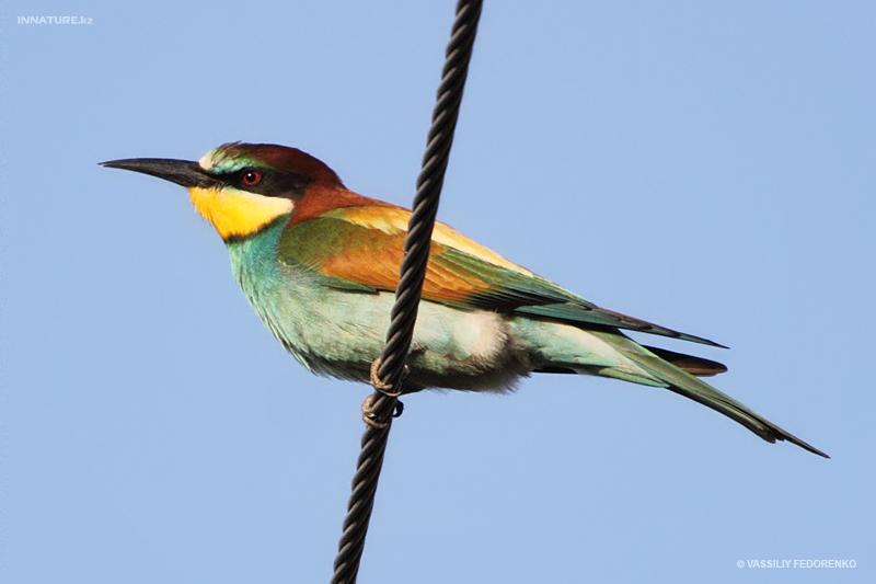 merops-apiaster_01.jpg