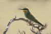 merops-superciliosus_02_t1.jpg