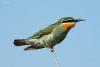 merops-superciliosus_04_t1.jpg