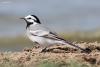 motacilla-alba-ocularis_01_t1.jpg
