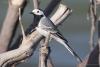 motacilla-alba_01_t1.jpg