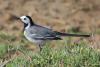 motacilla-alba_01_t1_1.jpg