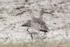 numenius-phaeopus_01_t1.jpg