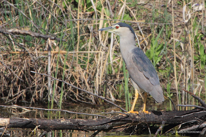 nycticorax-nycticorax_01.jpg