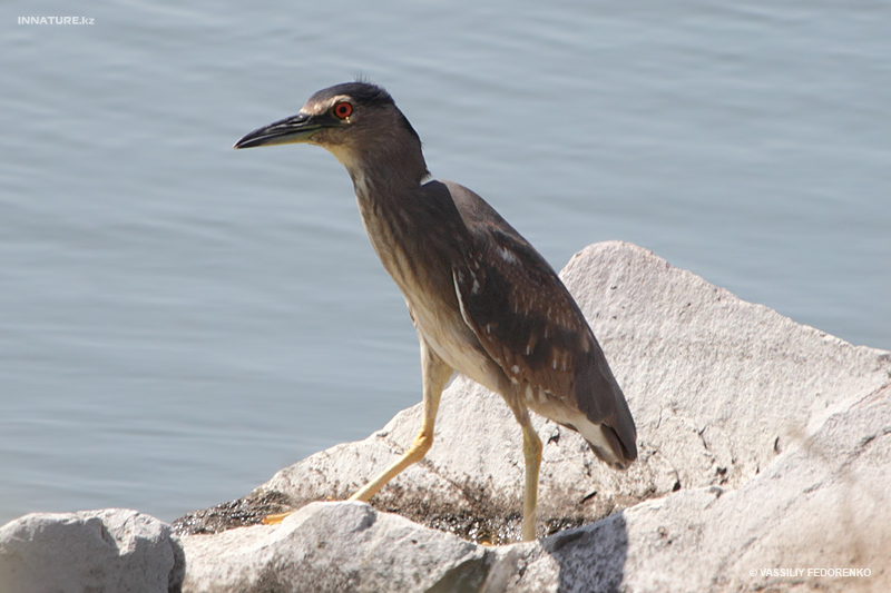 nycticorax-nycticorax_01_1.jpg