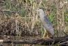 nycticorax-nycticorax_01_t1.jpg