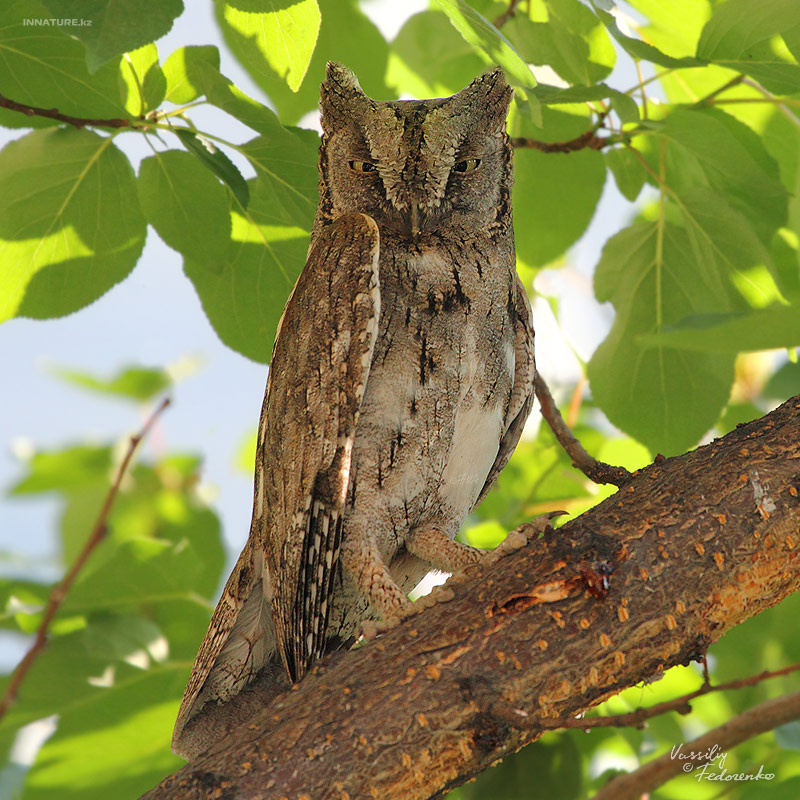 otus-scops_01_1.jpg