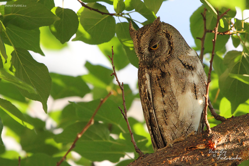 otus-scops_04_1.jpg
