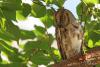otus-scops_04_t1_1.jpg