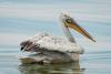 pelecanus-crispus_01_t1_2.jpg