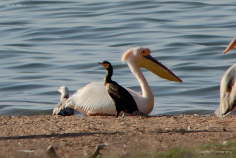 pelecanus-onocrotalus_03.jpg