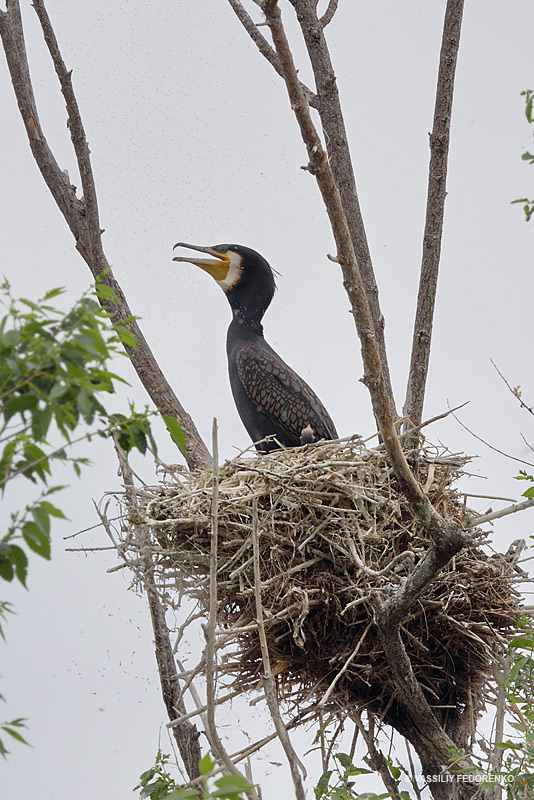 phalacrocorax-carbo_01.jpg