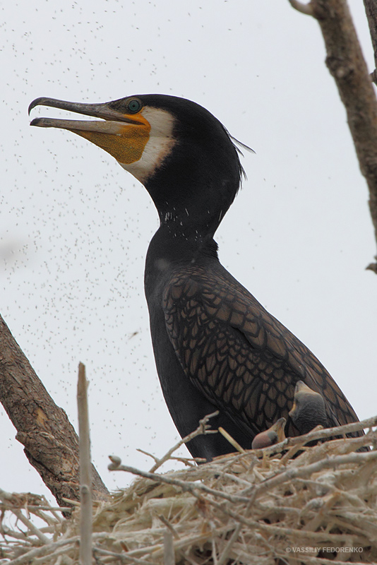 phalacrocorax-carbo_02.jpg