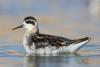 phalaropus-lobatus_01_t1_2.jpg