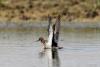 phalaropus-lobatus_02_t1.jpg