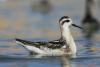 phalaropus-lobatus_03_t1_2.jpg