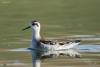 phalaropus-lobatus_04_t1.jpg