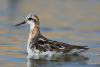 phalaropus-lobatus_04_t1_1.jpg