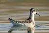 phalaropus-lobatus_07_t1.jpg