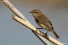phylloscopus-collybita_01_t1.jpg