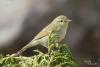 phylloscopus-trochiloides_01_t1.jpg