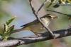 phylloscopus_01_t1.jpg