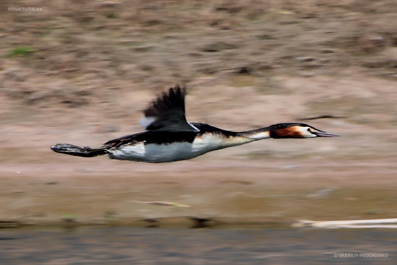 podiceps-cristatus_01.jpg