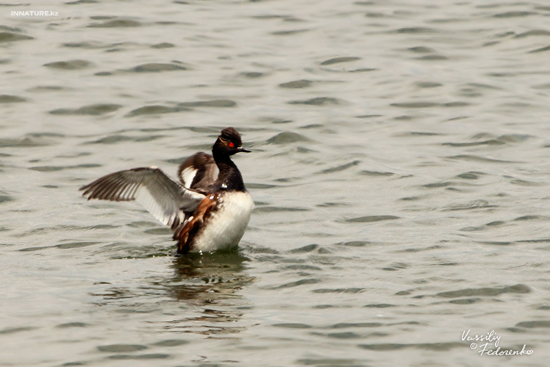 podiceps-nigricollis_01.jpg