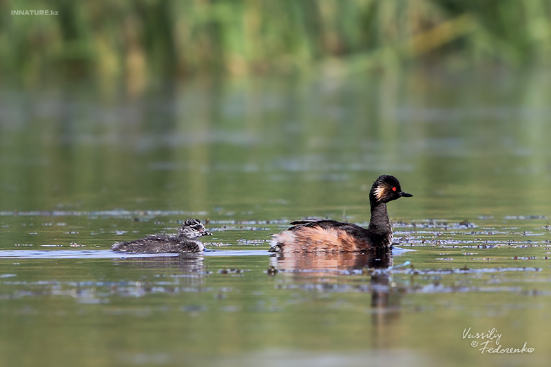 podiceps-nigricollis_01_1.jpg