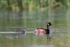podiceps-nigricollis_01_t1_1.jpg