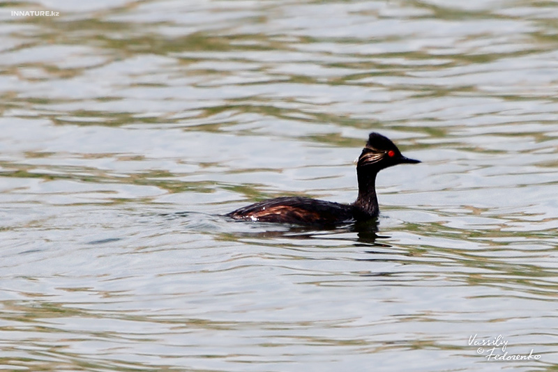 podiceps-nigricollis_02.jpg