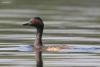 podiceps-nigricollis_02_t1_1.jpg